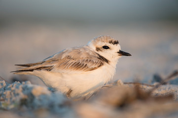 A small white Snowy Plover tucked into the sand on a beach with the golden sunlight.