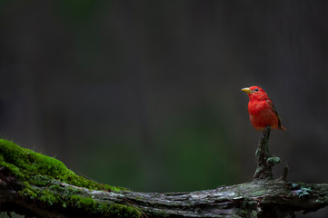 A bright red Summer Tanager perched on a weathered log with bright green moss growing on it with a...