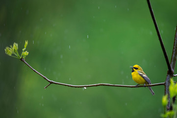 A hybrid Lawrence Warbler perched on an open branch with bright green sprouts and a smooth green background in the rain.