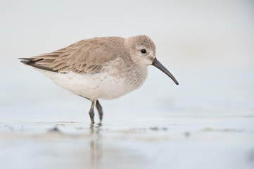A Dunlin stands in shallow water and wet sand in soft light with a smooth background.