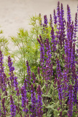 Blooming salvia with blue flowers in the garden.