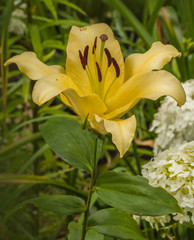 Lilium OT-hybrids "Telesto" and  hydrangea Anabel in the garden