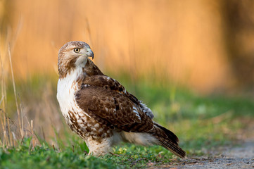 A Red-tailed Hawk standing on the ground looks back with a golden orange background from the early morning sunlight.