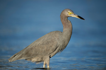 A Little Blue Heron stands in shallow water in the bright sunlight with a smooth blue background of water.