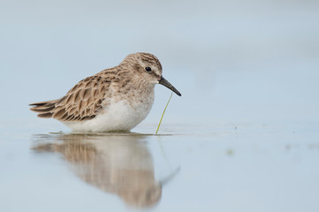 A tiny Least Sandpiper stands in shallow water with a soft reflection and a single piece of bright green grass hanging off its bill.
