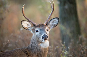 A close-up portrait of a whitetail deer buck with its ear perked up alert with a soft textured background.