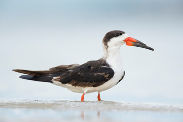 A Black Skimmer stands in shallow water with a smooth blue and white background in soft light.