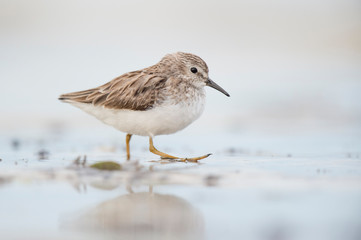 A Least Sandpiper walks in shallow water with its foot up in soft light with a smooth background.