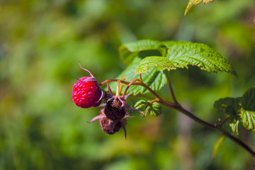 Ripe red berries of the forest raspberry on the branch close-up.