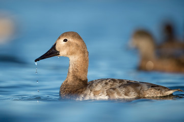 A female Canvasback duck with water drops falling from her bill in the bright sun in the blue water