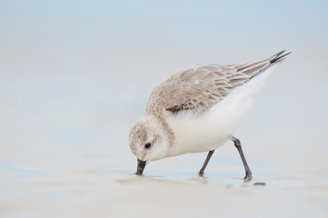 A Sanderling sticks its beak into the wet sand with a smooth light blue background in soft light.