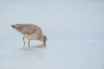 A Short-billed Dowitcher with its beak down in the shallow water in soft light with a smooth light blue background.