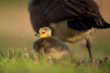 A small Canada Gosling stands in the grass with purple flowers with an adult in the background in the early morning sunlight.