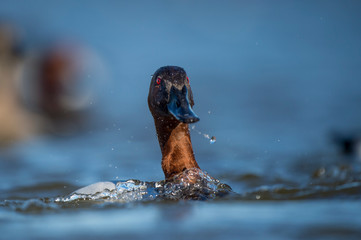 A Canvasback Drake surfaces in the bright blue water after a dive on a sunny day.