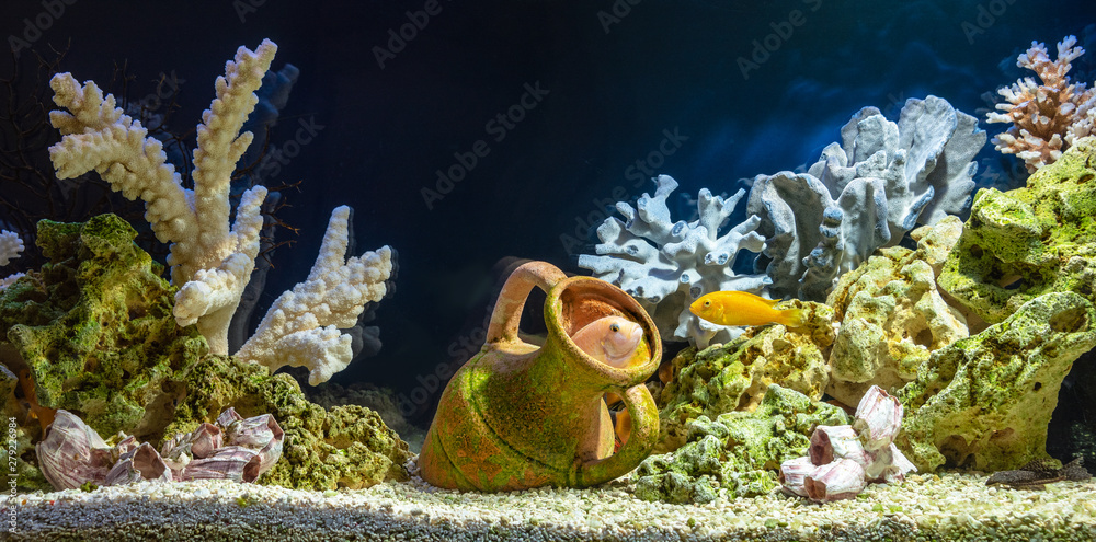 Wall mural freshwater aquarium in pseudo-sea style. aquascape and aquadesign.