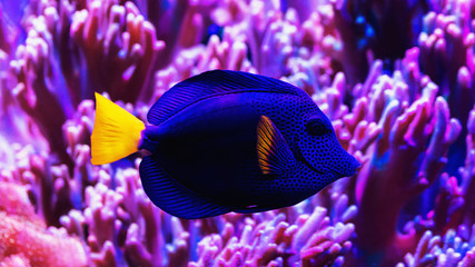 Fototapeta na wymiar Blue surgeon fish swims among corals, close-up