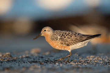 A Red Knot walks on a sandy beach in a spotlight of early morning sun