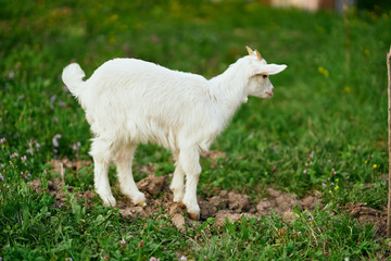Obraz premium white goat on a meadow