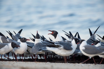 A large flock of Laughing Gulls stand on a sandy beach in the soft early morning light with one calling out loudly in the flock.