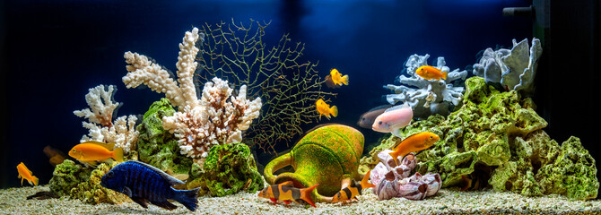 Freshwater aquarium decorated in pseudo-sea style. Aqua scape and aqua design. - obrazy, fototapety, plakaty