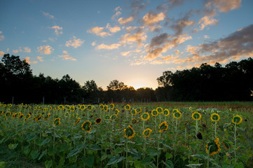 A field of sunflowers all face the rising sun with colorful clouds in the sky.