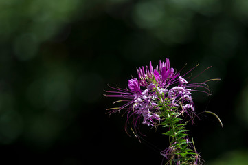 A bright purple flower against a dark black and green background.