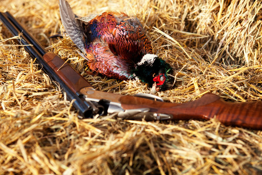 Dead bird on hay with rifle
