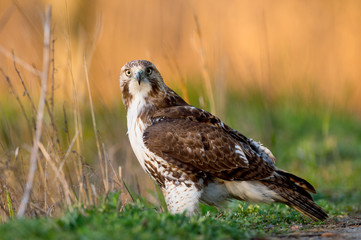 Fototapeta premium A Red-tailed Hawk standing on the ground stares head on with a golden orange background from the early morning sunlight.