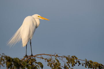 A large white Great Egret perched on top of a tree with a dark blue background in golden evening sunlight.