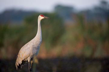 A Sandhill Crane stands tall in green grass with a smooth textured background of green marsh grasses.