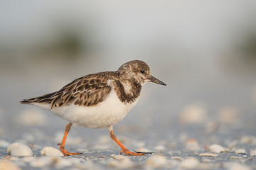 A Ruddy Turnstone walks on a sandy beach with small white shells on in with a smooth light background.