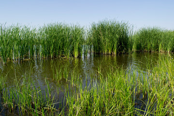 bog with reeds in sunny weather