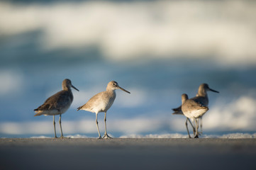 A small group of Willet stands on a sandy beach in the evening sun with waves crashing in the background.