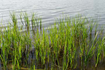 green reeds in the swamp