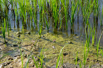  frogs in the reeds are heated
