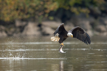An adult Bald Eagle flies with a large fish in its talons and a big splash from grabbing it in soft overcast light.