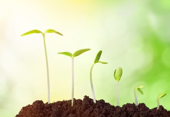 Growth of new life on  background