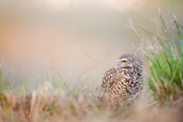 A Florida Burrowing Owl stands in an open field with tall green grass next to it in the late evening sunlight.