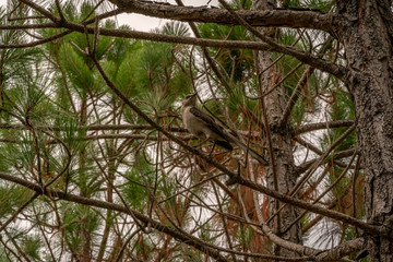 A bird in the pine trees singing a wonderful tune.