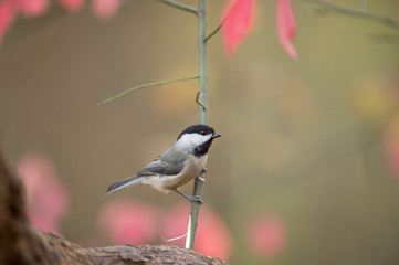 A small Carolina Chickadee perched on a branch with a smooth background and out of focus red leaves.