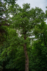 Fototapeta premium Big oak in the forest