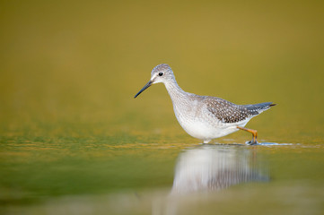A Lesser Yellowlegs wades in the shallow water with its reflection and a smooth yellow background.
