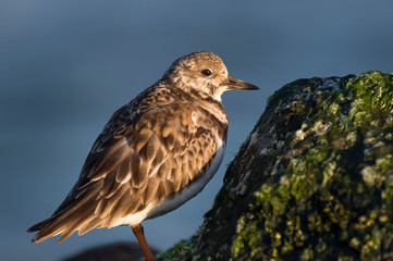 A close-up photo of a Ruddy Turnstone standing on a seaweed covered rock with a smooth blue background in the early morning sun.