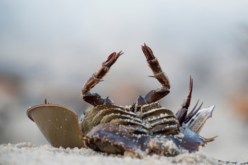 A dead horseshoe crab lays upside-down on the light sand beach.