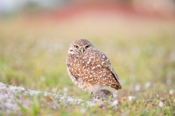A Florida Burrowing Owl stands next to its burrow with a smooth green, brown and red background in late evening sunlight.