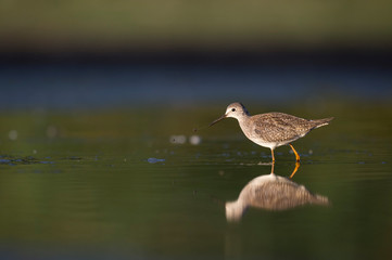 A Lesser Yellowlegs flings mud off its beak standing in shallow water with a reflection in the early morning sunlight.