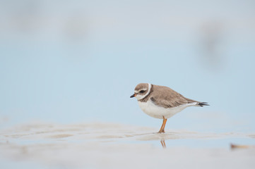 A Semipalmated Plover standing in wet sand with its legs reflected in the water with soft light and a smooth light blue background.