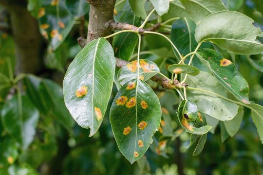 Plant disease detail, fungal infection Gymnosporangium sabinae. Pear rust, European pear rust, or pear trellis rust