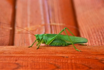 An Acridomorpha green insect in close up