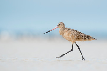A Marbled Godwit walks quickly on white sand with a smooth blue background in soft light.